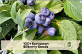 European Bilberry Seeds – Lowbush Vaccinium myrtillus for Woodland Gardens, Acidic Soil, Blue-Black Berries, Ornamental Foliage