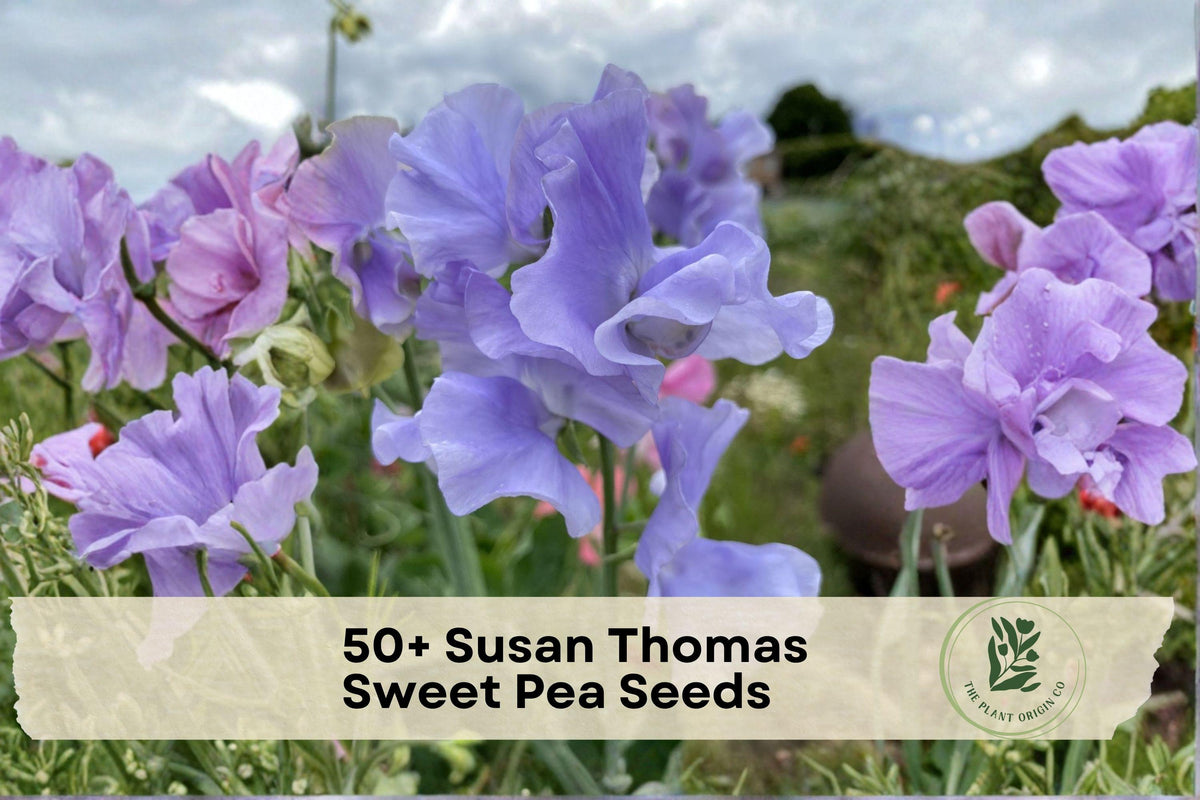 Susan Thomas Sweet Pea Seeds, Climbing Flowering Vine, Fragrant Pastel Blooms, Lathyrus odoratus, Garden, Trellis, Container