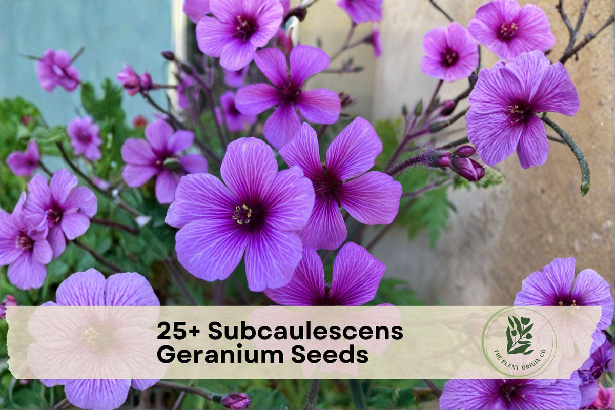 25+ Subcaulescens Geranium Seeds – Pink to Magenta Flowers, Compact Perennial, Geranium subcaulescens, for Borders & Containers