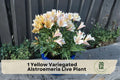 Yellow Variegated Alstroemeria Live Plant Root Bulb - Peruvian Lily, Ornamental Perennial, Clumping, Full Sun, Well-Draining Soil