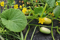 Carolina Pickling Cucumber Seeds – Cucumis sativus, Small Green Fruits, For Pickling & Fresh Use, Annual Vegetable, 28 Seeds