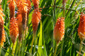Red Hot Poker Tritoma 30 Seeds Perennial Flower Kniphofia uvaria, Torch Lily, Bright Red Orange Yellow Blooms