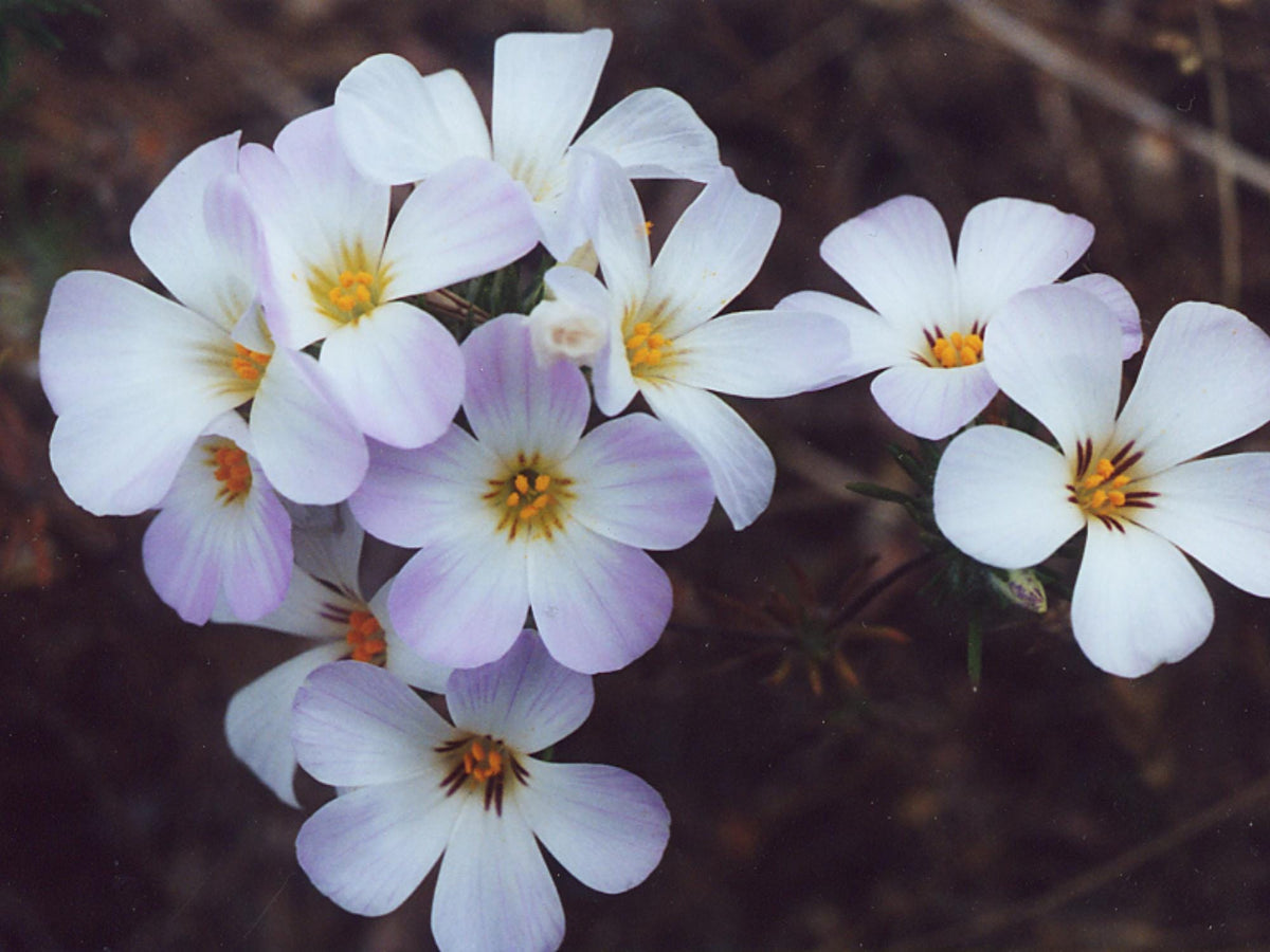 100 Mountain Phlox Seeds Linanthus grandiflorus Wildflower Cottage Garden Pollinator Planting