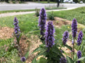 100 Anise Hyssop Seeds Agastache foeniculum Aromatic Herbaceous Perennial Pollinator Cottage Garden