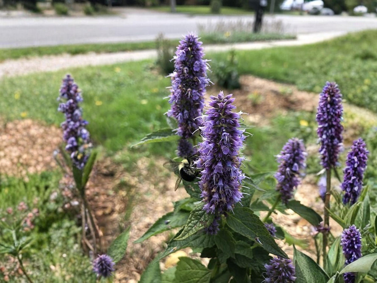 100 Anise Hyssop Seeds Agastache foeniculum Aromatic Herbaceous Perennial Pollinator Cottage Garden