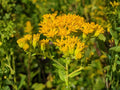 100 Seeds Stiff Goldenrod Solidago rigida Wildflower Pollinator Garden