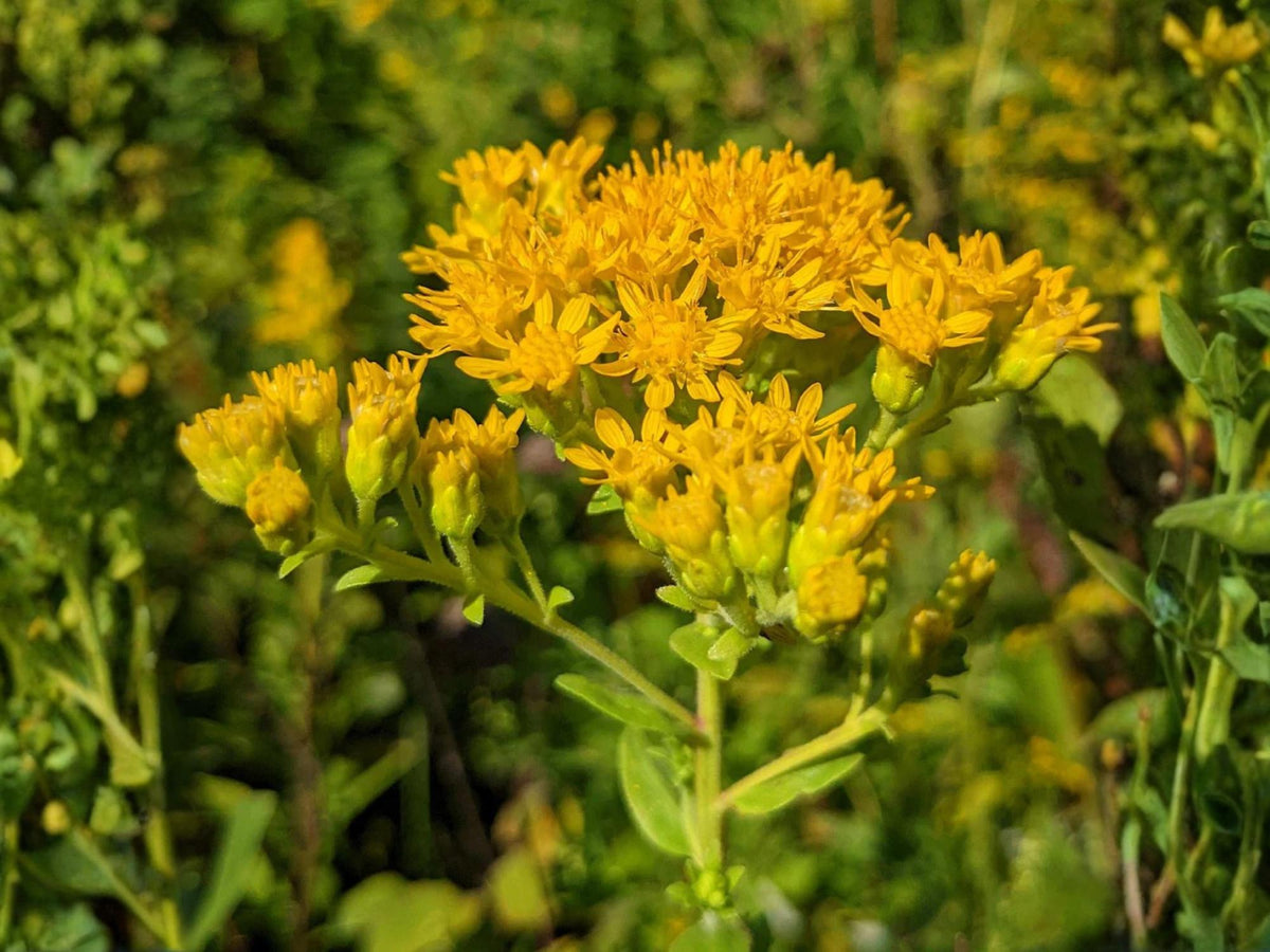 100 Seeds Stiff Goldenrod Solidago rigida Wildflower Pollinator Garden