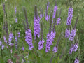 100 Hoary Vervain Seeds Verbena stricta Wildflower Pollinator Garden