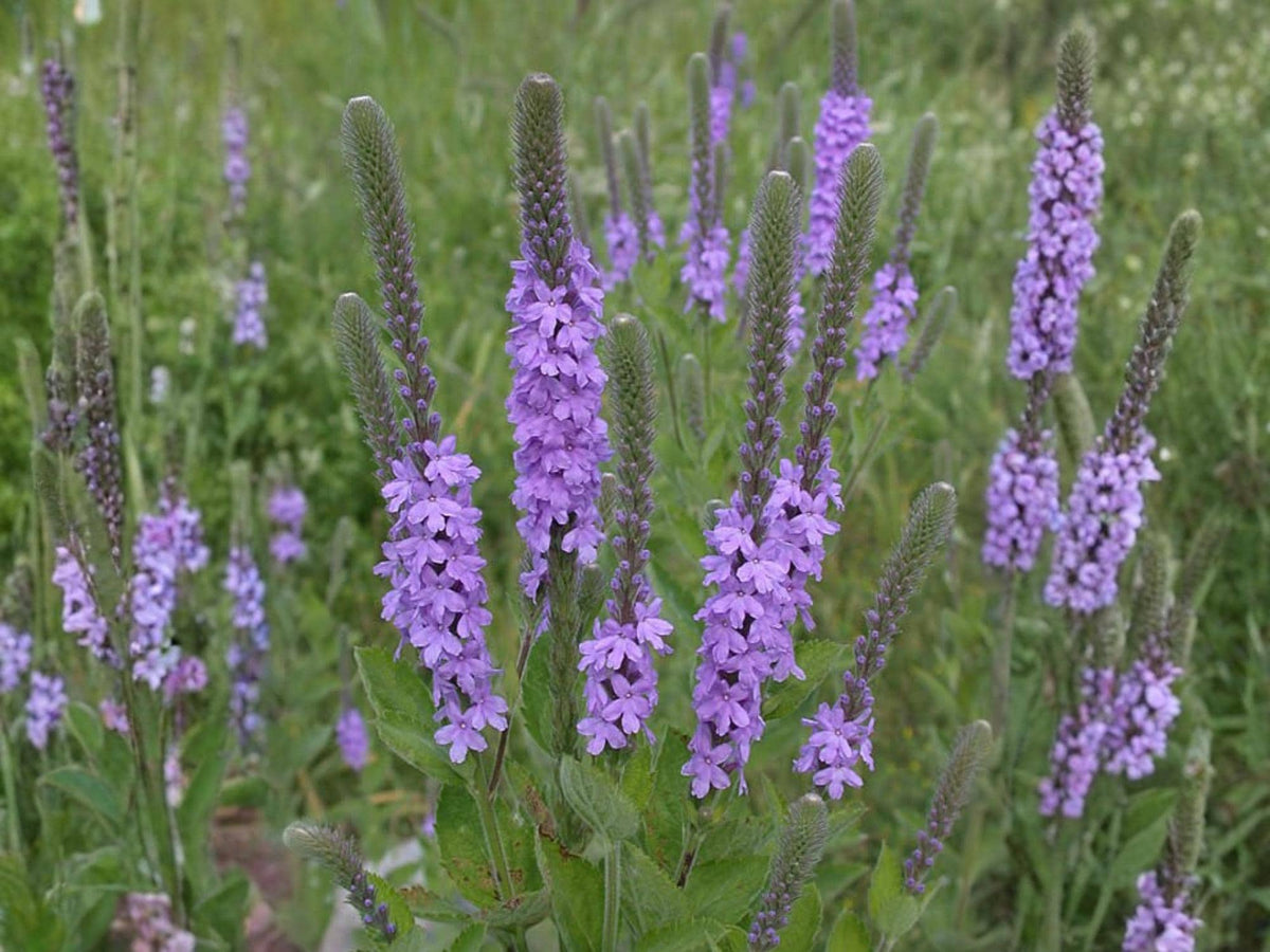 100 Hoary Vervain Seeds Verbena stricta Wildflower Pollinator Garden
