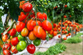 Roma Tomato Seeds – Heirloom Paste Variety, 150 Seeds, Determinate, Red Fruit, Solanum lycopersicum