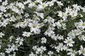 Snow in Summer Seeds - Cerastium tomentosum Perennial Groundcover - White Flowers, Drought Tolerant, Full Sun, 100 Seeds