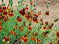 250 Seeds Mexican Hat Flower Ratibida columnifera pulchra Native Wildflower
