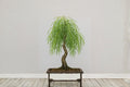 1 Live Cutting Australian Weeping Willow Dwarf Bonsai Tree