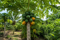 Bare-root Snowflake Minnesota Mocorange Citrus reticulata Sweet Orange Tree for Home Garden, 2 Plants