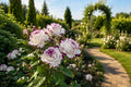 Pink Edge Rose Seeds - 50 Premium Rosa spp. Two-Tone Blooms for Outdoor Garden Planting