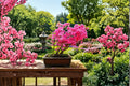30 Seeds Pink Azalea Bonsai Rhododendron occidentale Flowering Shrub