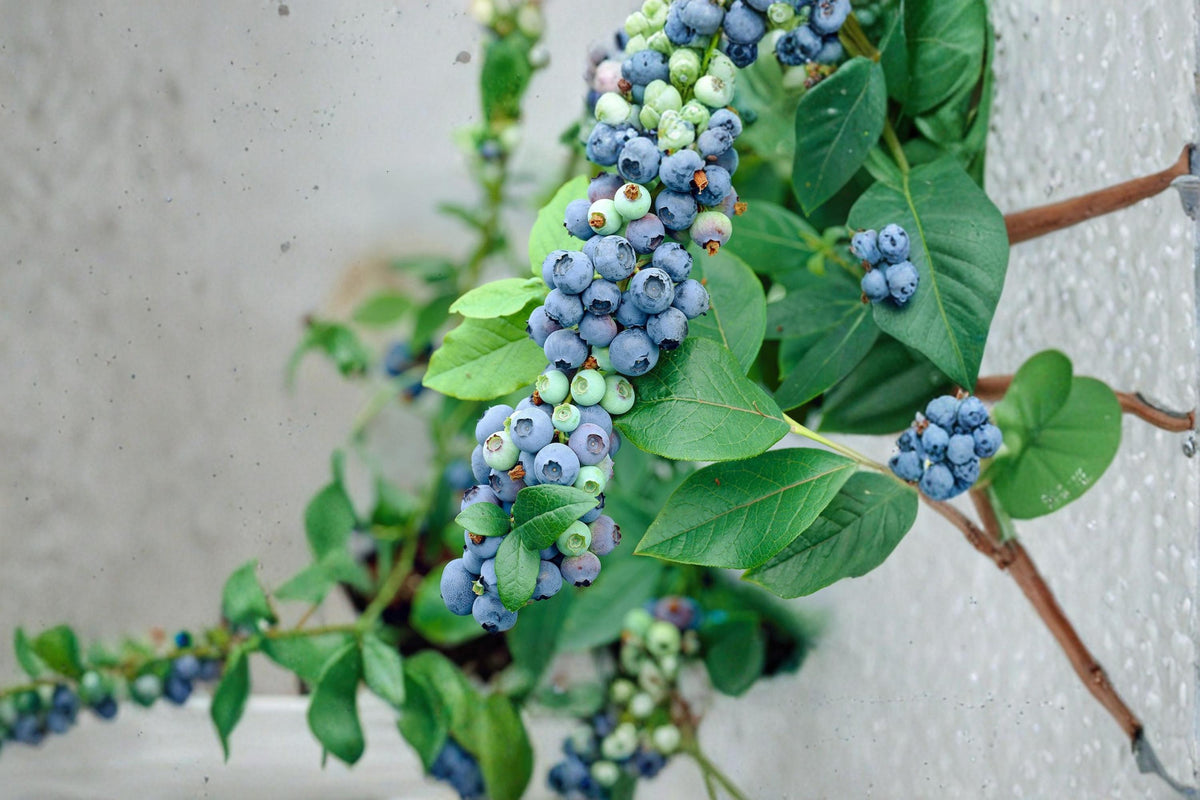2 Live Plants Blueray Blueberry Vaccinium corymbosum Hardy Fruiting Shrub