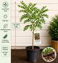 Carob Live Fruit Tree – 12-24 Inches Tall – Ceratonia siliqua – Mediterranean Evergreen Fruit Tree for Edible Gardens
