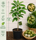 Spanish Lime Live Fruit Tree – Melicoccus bijugatus – Tropical Edible Landscape, Small Starter Plant, 12–24 Inches Tall