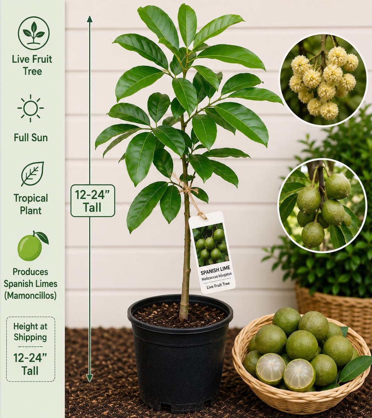 Spanish Lime Live Fruit Tree – Melicoccus bijugatus – Tropical Edible Landscape, Small Starter Plant, 12–24 Inches Tall