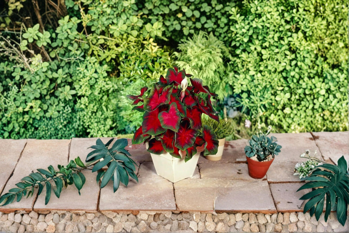6 Caladium Bulbs Caladium bicolor Buck Live Plants
