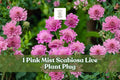 Pink Mist Scabiosa Live Plant Plug, Pink Pincushion Flower, Scabiosa columbaria ‘Pink Mist’, Perennial Starter for Cottage Gardens