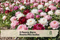 Peony Bare Root Plants - White & Pink Mix, Perennial Flower Bulbs, Paeonia lactiflora, Garden Borders & Cut Flowers