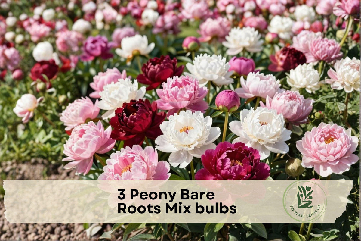 Peony Bare Root Plants - White & Pink Mix, Perennial Flower Bulbs, Paeonia lactiflora, Garden Borders & Cut Flowers