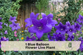 Blue Balloon Flower Live Plant - Perennial, Blue Star-Shaped Blooms, Pollinator-Friendly, Borders & Containers, Platycodon grandiflorus