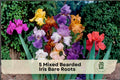 Mixed Bearded Iris Bare Root Rhizomes - Perennial Flowering Garden Plants in Multiple Colors, Iris germanica Hybrids