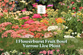 Yarrow Live Plant Starter - Flowerburst Fruit Bowl - Achillea Millefolium - Pollinator Friendly Perennial - Multicolor Blooms