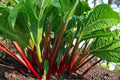 Glaskins Perpetual Rhubarb Seeds – Rheum rhabarbarum Red Stalk Perennial Vegetable for Edible Gardens
