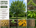 Siberian Elm Tree Seeds – Ulmus pumila, Deciduous Shade Tree, Bonsai & Landscaping, 72 Seeds