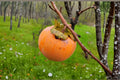 10 Seeds Japanese Persimmon Diospyros kaki Fruit Tree