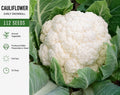 Early Snowball Cauliflower Seeds – Brassica oleracea var. botrytis, Compact White Head, Annual Vegetable, Full Sun, 112 Seeds