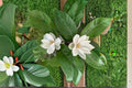 30 Seeds Sweetbay Magnolia Magnolia virginiana Tree