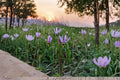 Midland Shooting Star Wildflower Seeds – Dodecatheon meadia Perennial Native Prairie Plant for Pollinator Gardens