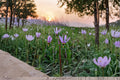 50 Seeds Midland Shooting Star Dodecatheon meadia Wildflower Perennial