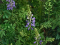 15 Riverbank Lupine Seeds Lupinus rivularis Native Perennial Wildflower Pollinator Cottage Garden