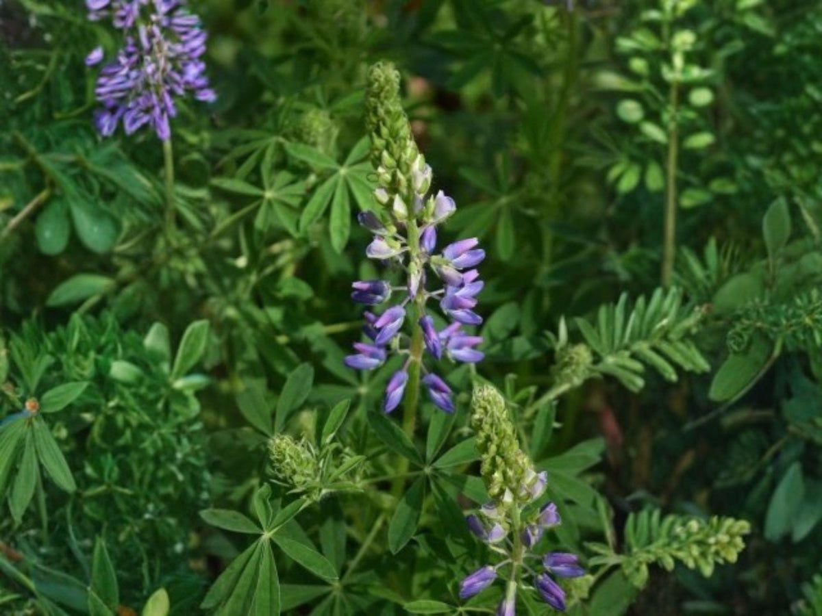 15 Riverbank Lupine Seeds Lupinus rivularis Native Perennial Wildflower Pollinator Cottage Garden
