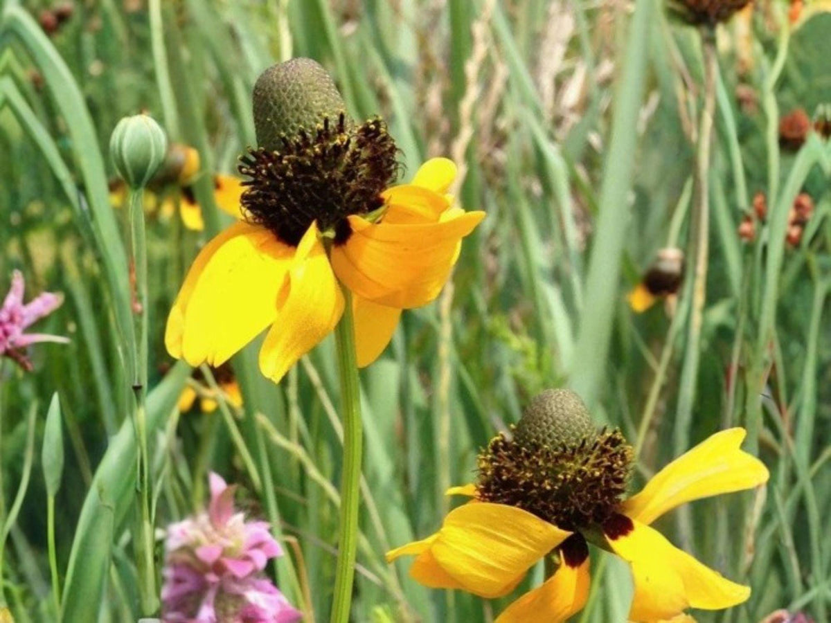 100 Seeds Clasping Coneflower Rudbeckia amplexicaulis Native Wildflower Pollinator Prairie Garden