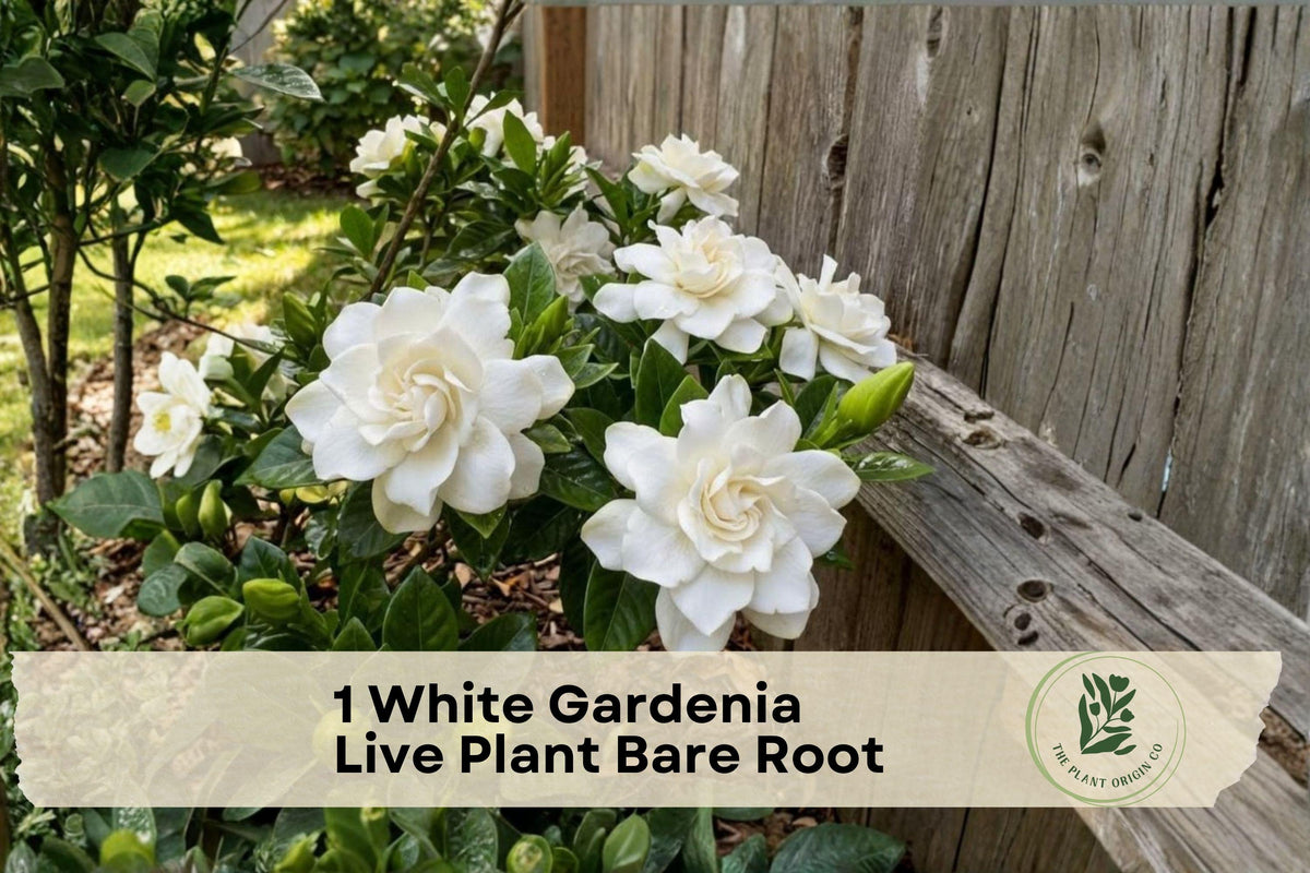 White Gardenia Live Plant Bare Root – Gardenia jasminoides, Heirloom Shrub for Garden Borders, Entryways & Containers