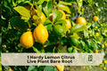 Hardy Lemon Citrus Live Plant Bare Root Seedling – Citremon, Potted or Patio Fruit Tree, Edible Landscape, 6 Inches Tall