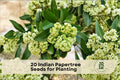 Indian Papertree Seeds for Planting - Edgeworthia gardneri Ornamental Shrub, 20 Seeds