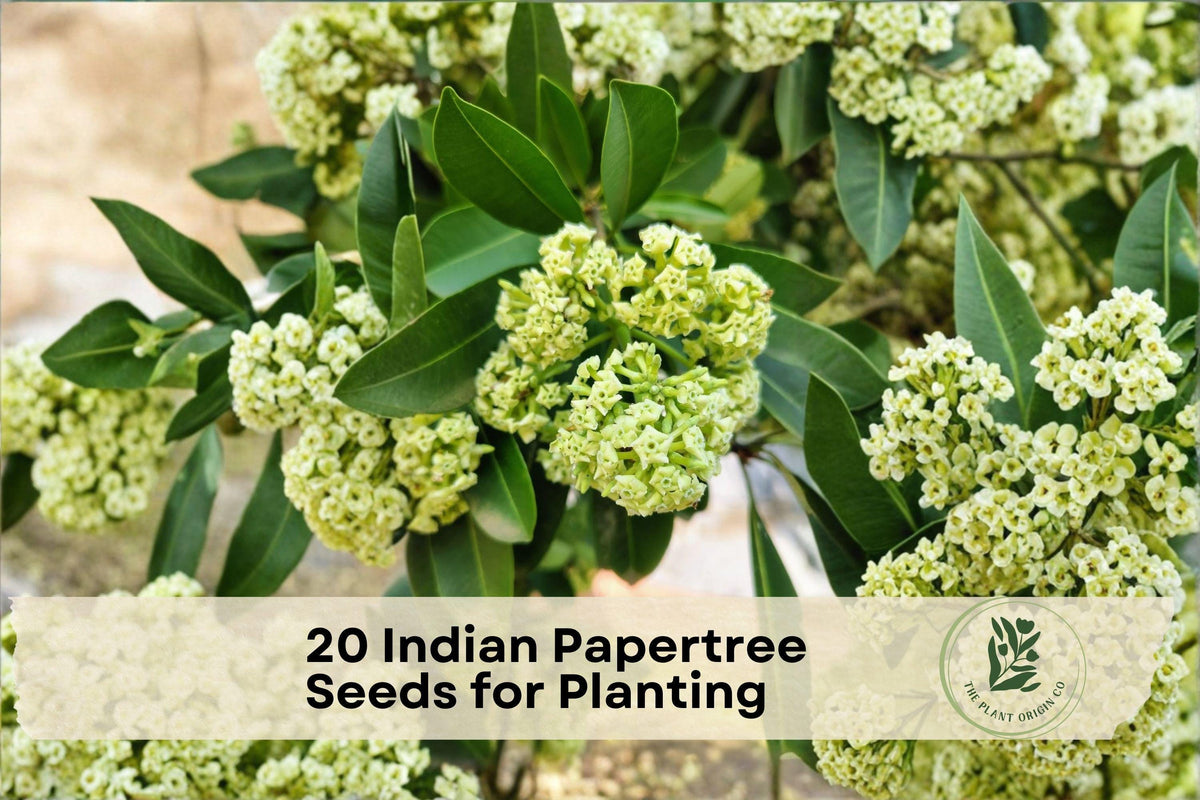 Indian Papertree Seeds for Planting - Edgeworthia gardneri Ornamental Shrub, 20 Seeds