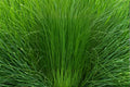 1 Seeds Elephant Grass Pennisetum purpureum Ornamental Tall Grass