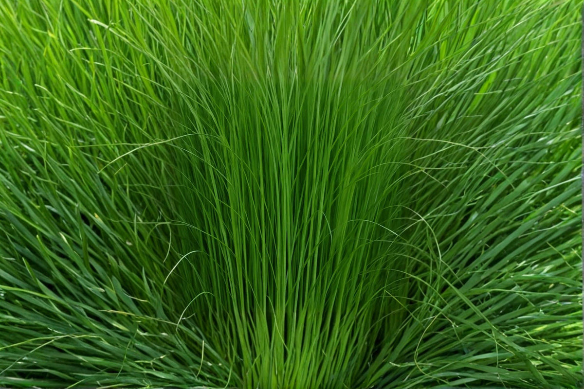 1 Seeds Elephant Grass Pennisetum purpureum Ornamental Tall Grass