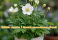 White Avens Seeds, Geum canadense, Perennial Wildflower for Pollinator Gardens, Native Plant, White Blooms