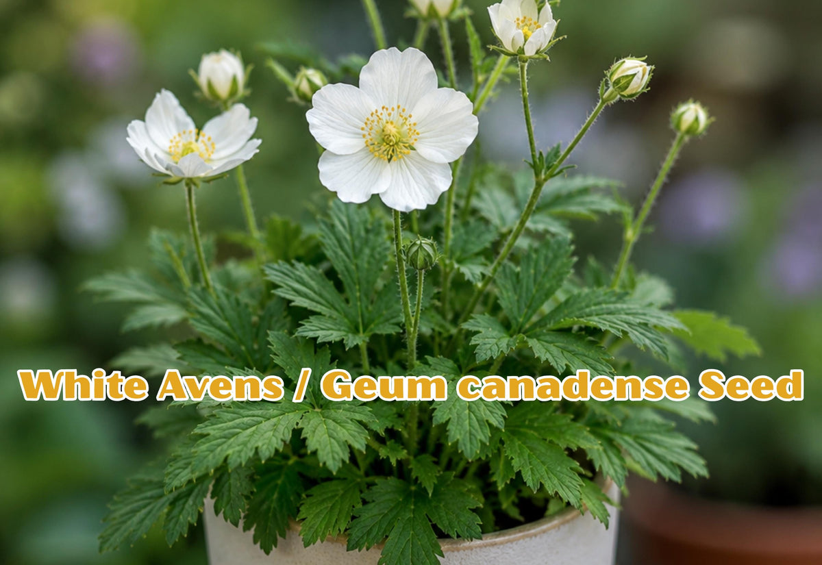 White Avens Seeds, Geum canadense, Perennial Wildflower for Pollinator Gardens, Native Plant, White Blooms