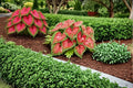 6 Caladium Bulbs Crimson Sky Caladium bicolor Live Bulbs for Shade Garden